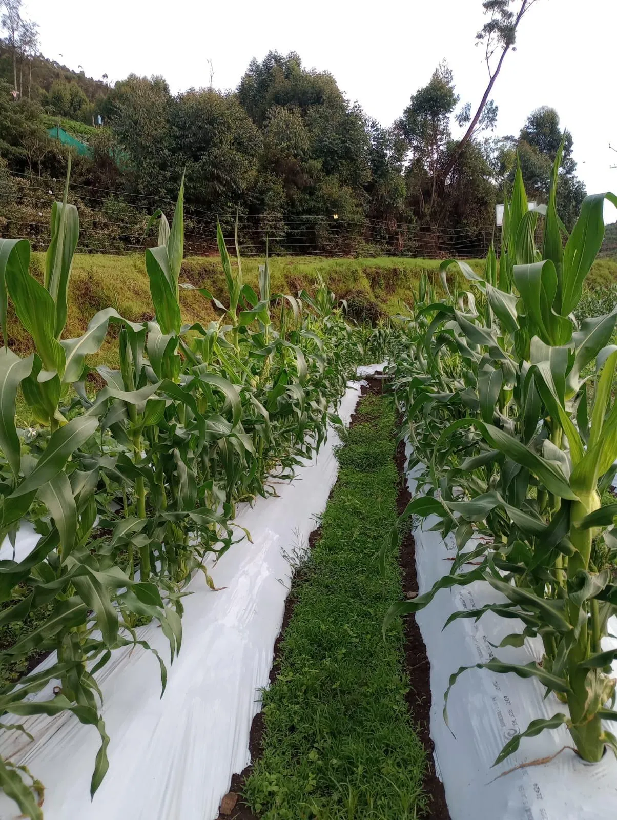 Local cuisine and farm-to-table dining