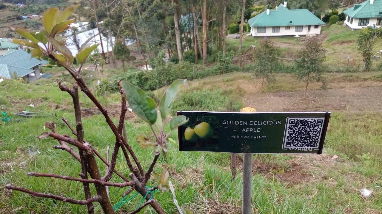 Farm animals and rural life experience